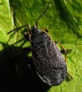 Pyrrhocoris marginatus